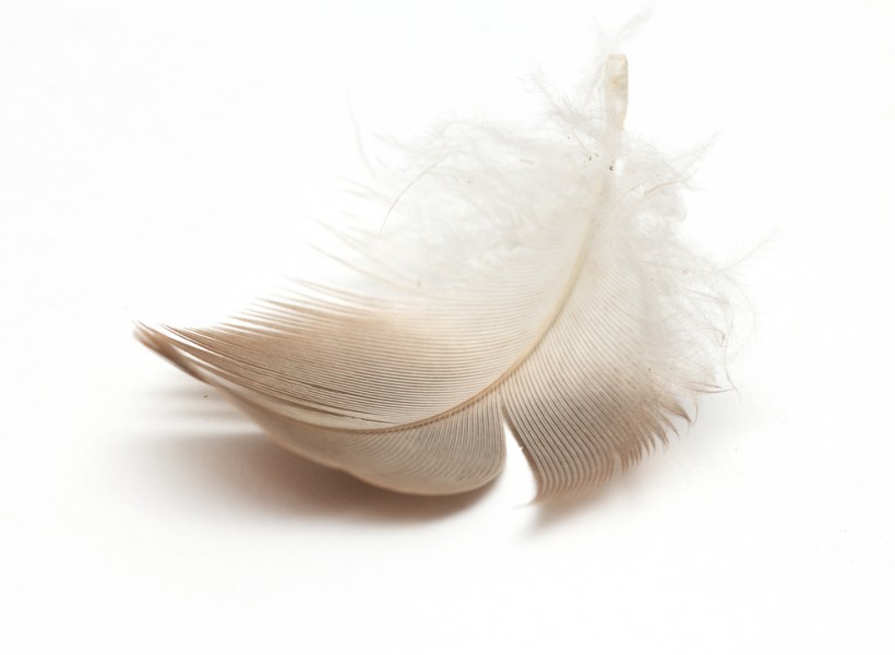 Quelle est la signification d'une plume grise et blanche ?